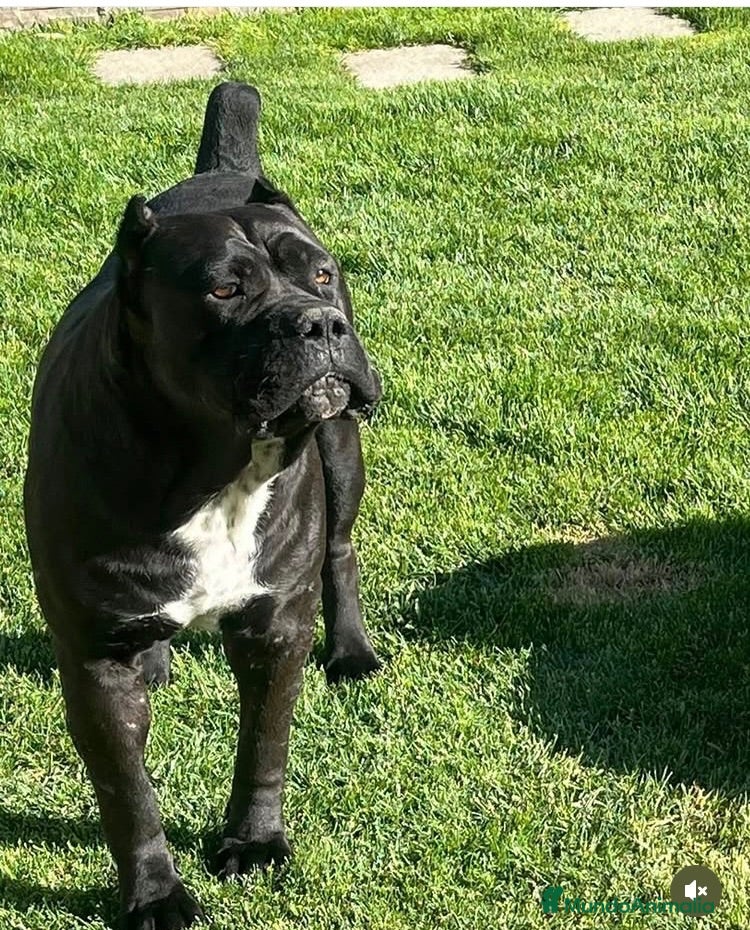 Cane Corso perros Cane corso  - Anuncio 1