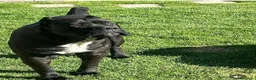 Cane Corso perros en venta: Cane corso  en Guipúzcoa - Anuncio 1