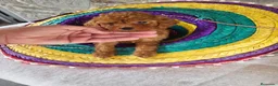 Caniche Toy perros en venta: Caniches - Anuncio 2