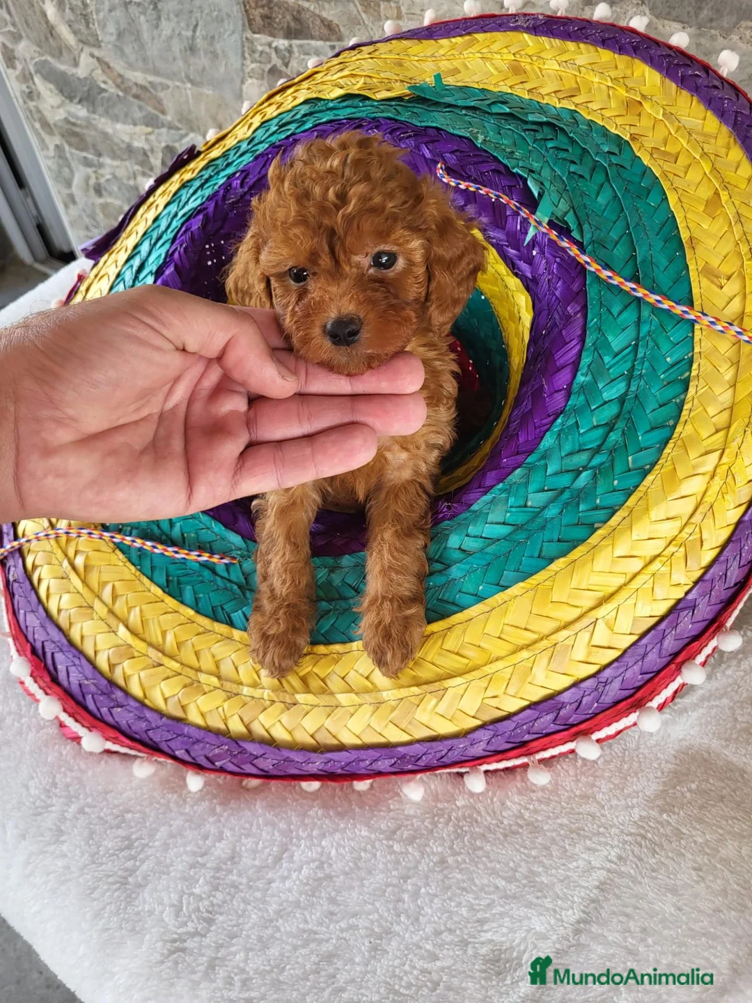 Caniche Toy perros en venta: Caniches - Anuncio 2