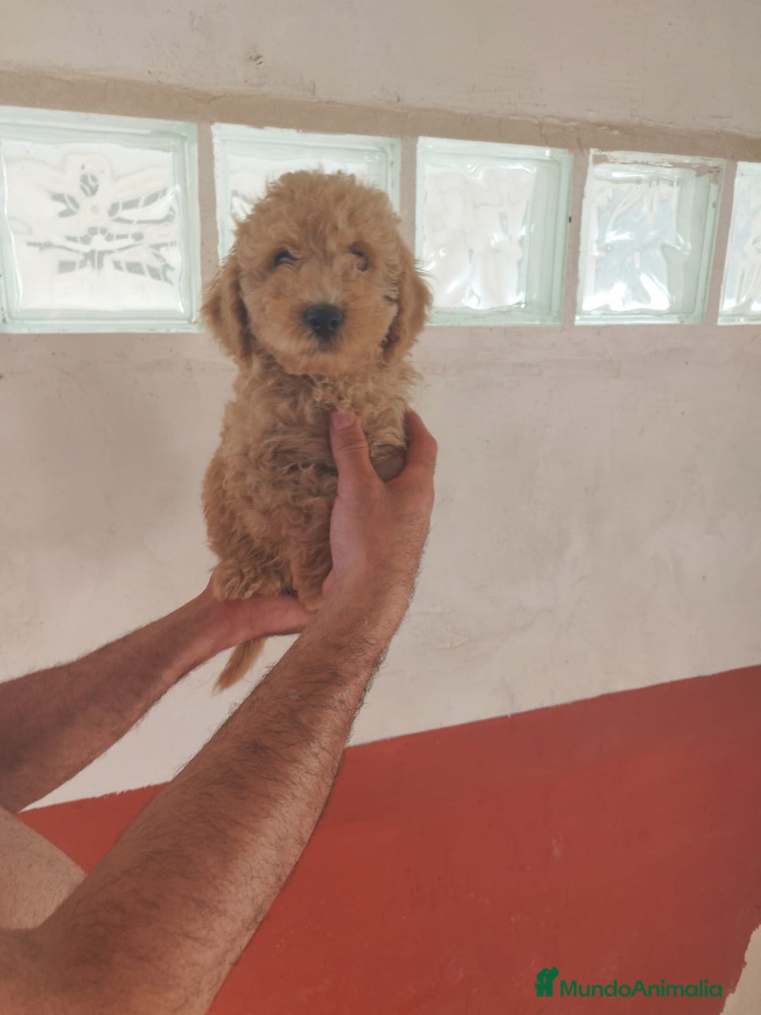 Caniche Mediano perros en venta: Caniches  - Imagen 1