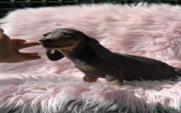 Teckel Miniatura perros en venta: Teckel Blue  - Imagen 6