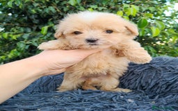 Maltipoo perros en venta: Hembritas maltipoo  - Imagen 6