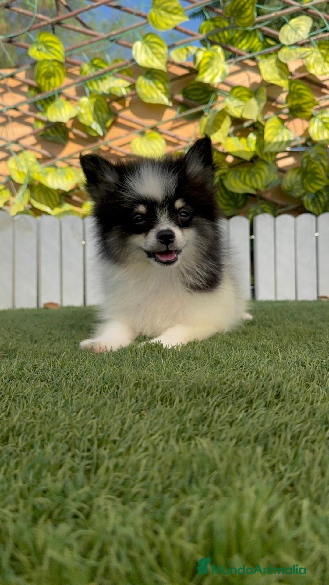 Pomerania perros en venta: POMERANIA HEMBRA - Imagen 8