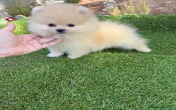 Pomerania perros en venta: Pomerania Hembra fotos actuales  - Imagen 4