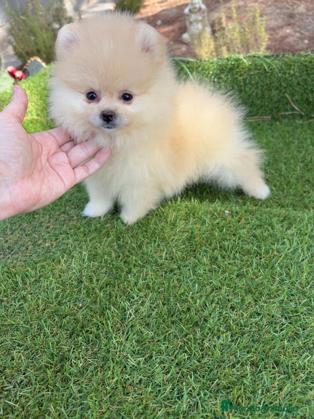 Pomerania perros en venta: Pomerania Hembra fotos actuales  - Imagen 4