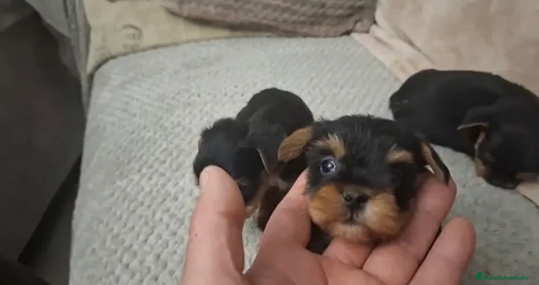 Yorkshire Terrier perros en venta: Yorkshire Toy disponibles para entregar en Cádiz - Anuncio 2