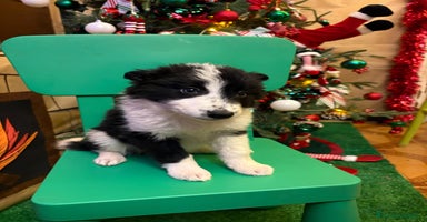 Border Collie perros Últimos cachorros de Boder collie!! - Anuncio 7