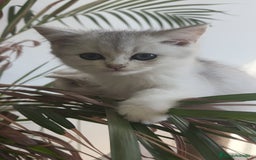 Británico de Pelo Corto gatos en venta: British Silver Chinchilla  - Imagen 4
