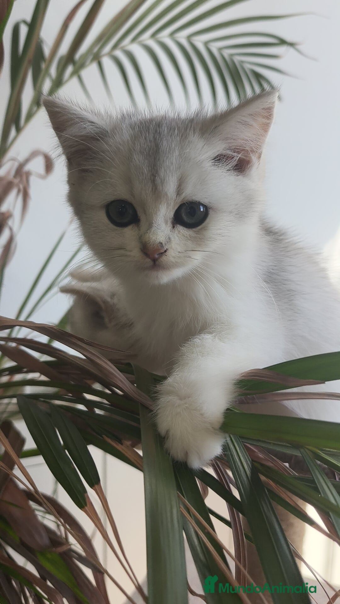 Británico de Pelo Corto gatos en venta: British Silver Chinchilla  - Imagen 4