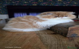 Persa gatos en venta: Gatito Persa Red Bicolour - Anuncio 3