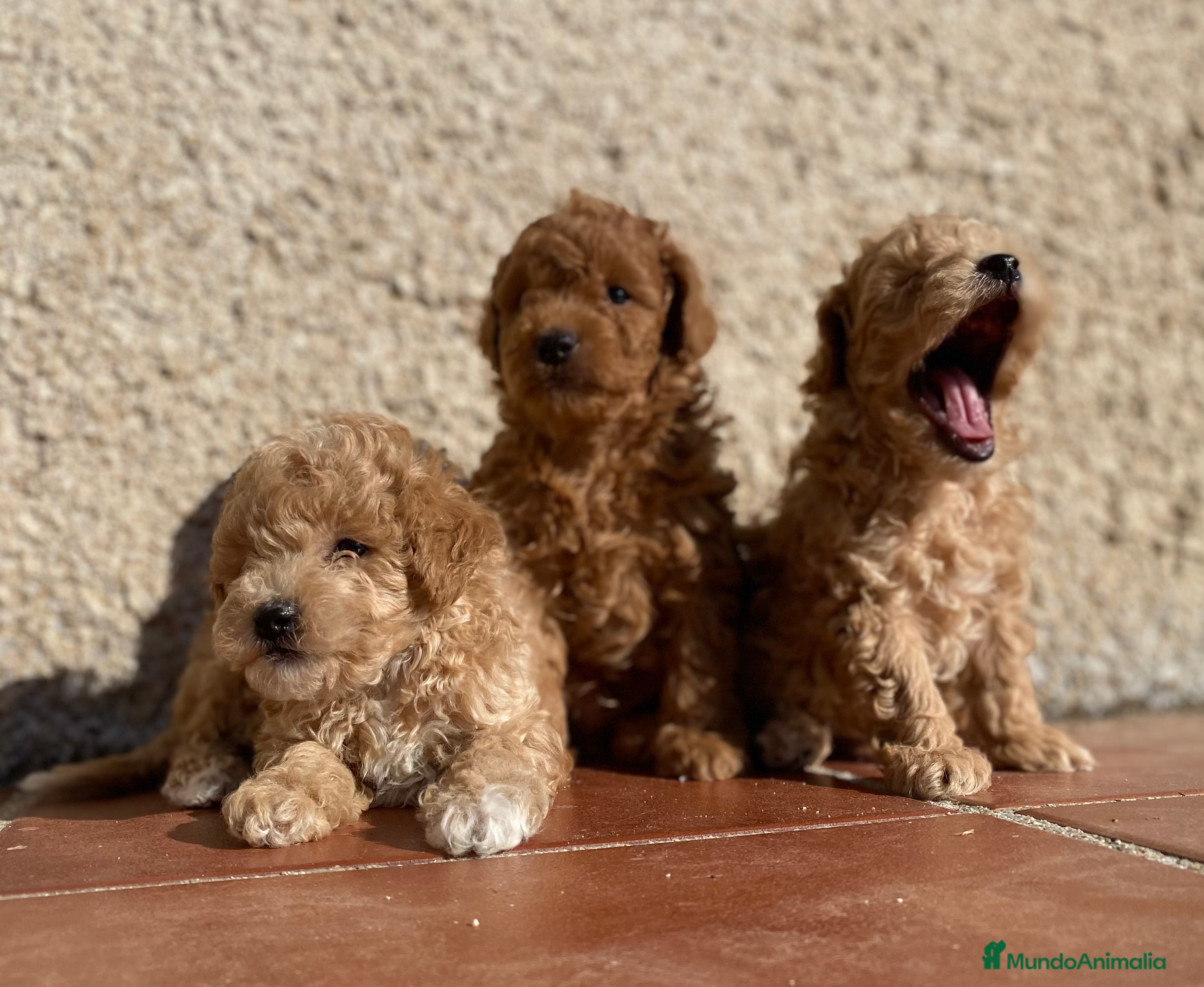 Caniche Toy perros Cachorros de Caniche toy y enano  en Madrid - Anuncio 39