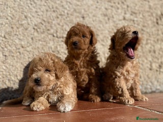 Caniche Toy perros en Madrid - Anuncio 39