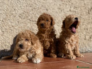 Caniche Toy perros Cachorros de Caniche toy y enano en Madrid - Anuncio 7