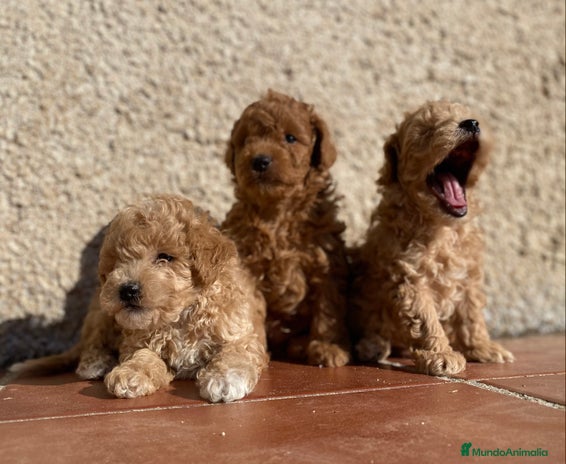 Caniche Toy perros en Madrid - Anuncio 3