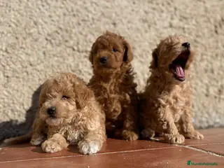 Caniche Toy perros Cachorros de Caniche toy y enano en Madrid - Anuncio 17