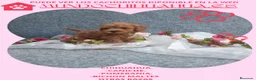 Caniche Toy perros en venta: IMPRESIONANTES CANICHES LINEA TOY  - Anuncio 31