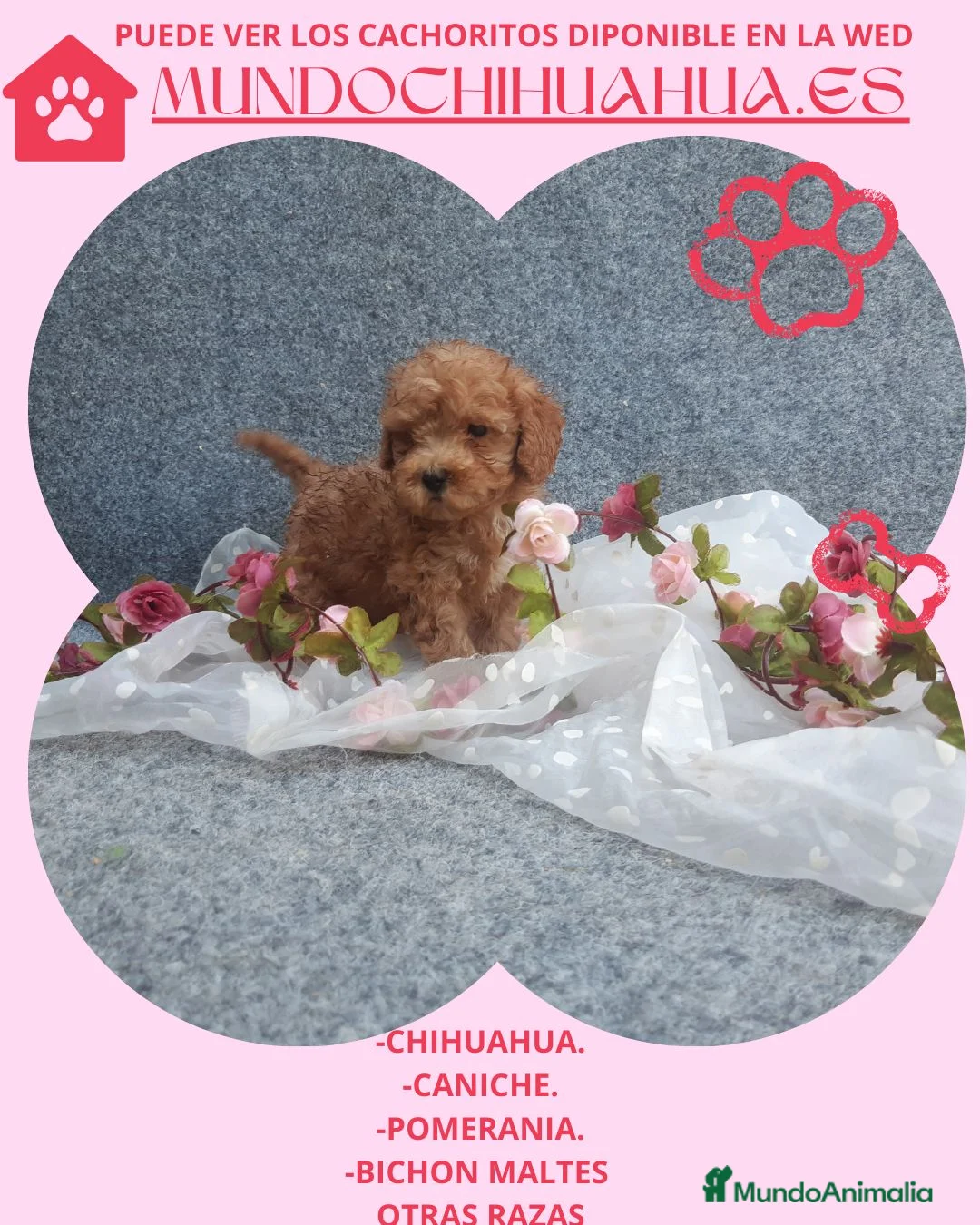 Caniche Toy perros en venta: IMPRESIONANTES CANICHES LINEA TOY  - Anuncio 31