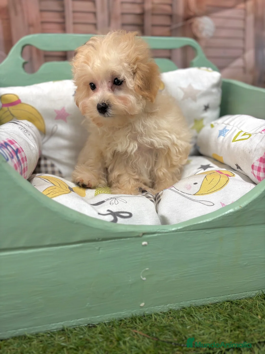 Maltipoo perros en venta: Maltipoo Toy muy chiquitín listo para entregar!! - Anuncio 2