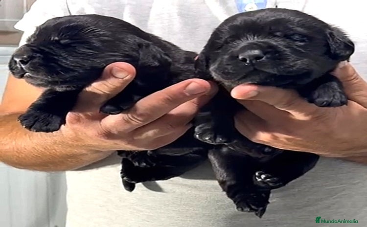 Labrador Retriever perros - Anuncio 8