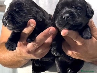 Labrador Retriever perros - Anuncio 1