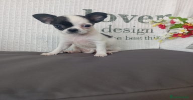 Chihuahua perros - Anuncio 16