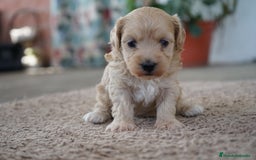 Maltipoo perros en venta: 🌸Tres pequeñas Maltipoo · Red Suco, Flora y Grey✨ - Imagen 5