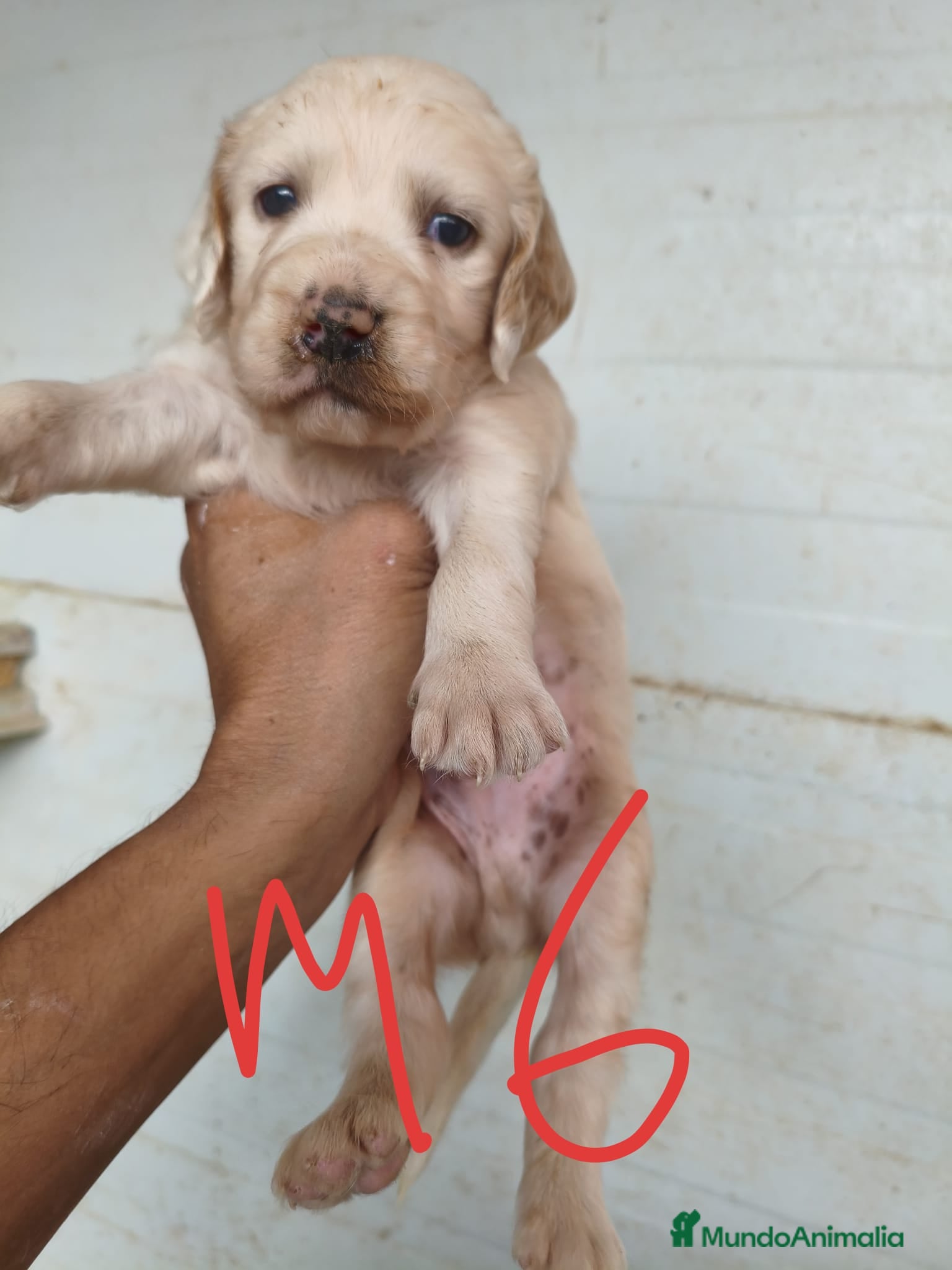 Setter Inglés perros en venta: Setter ingles  - Anuncio 6