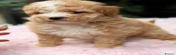 Caniche Toy perros en venta: Caniche Toy Apricot  - Anuncio 1
