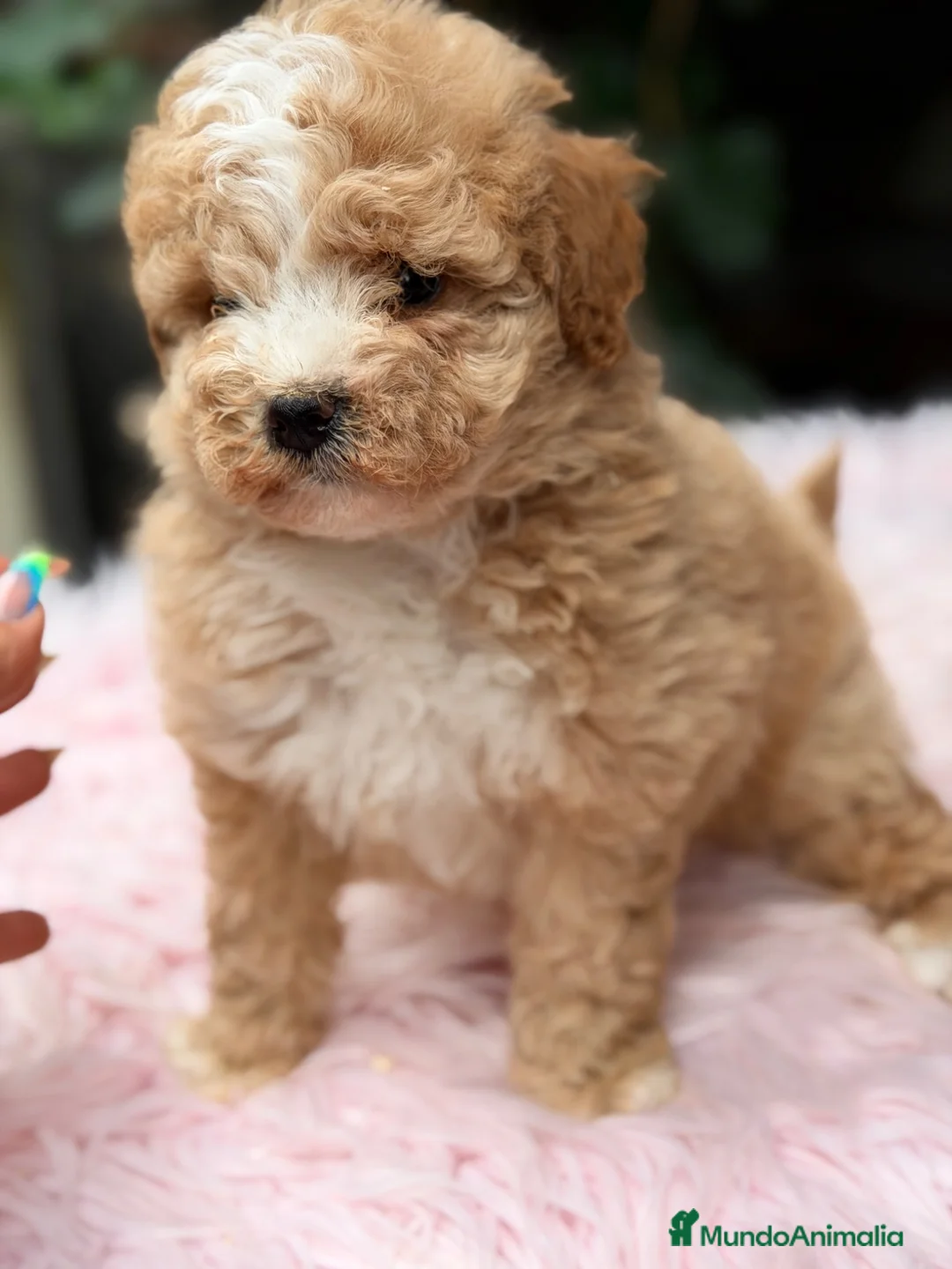 Caniche Toy perros en venta: Caniche Toy Apricot  - Anuncio 1