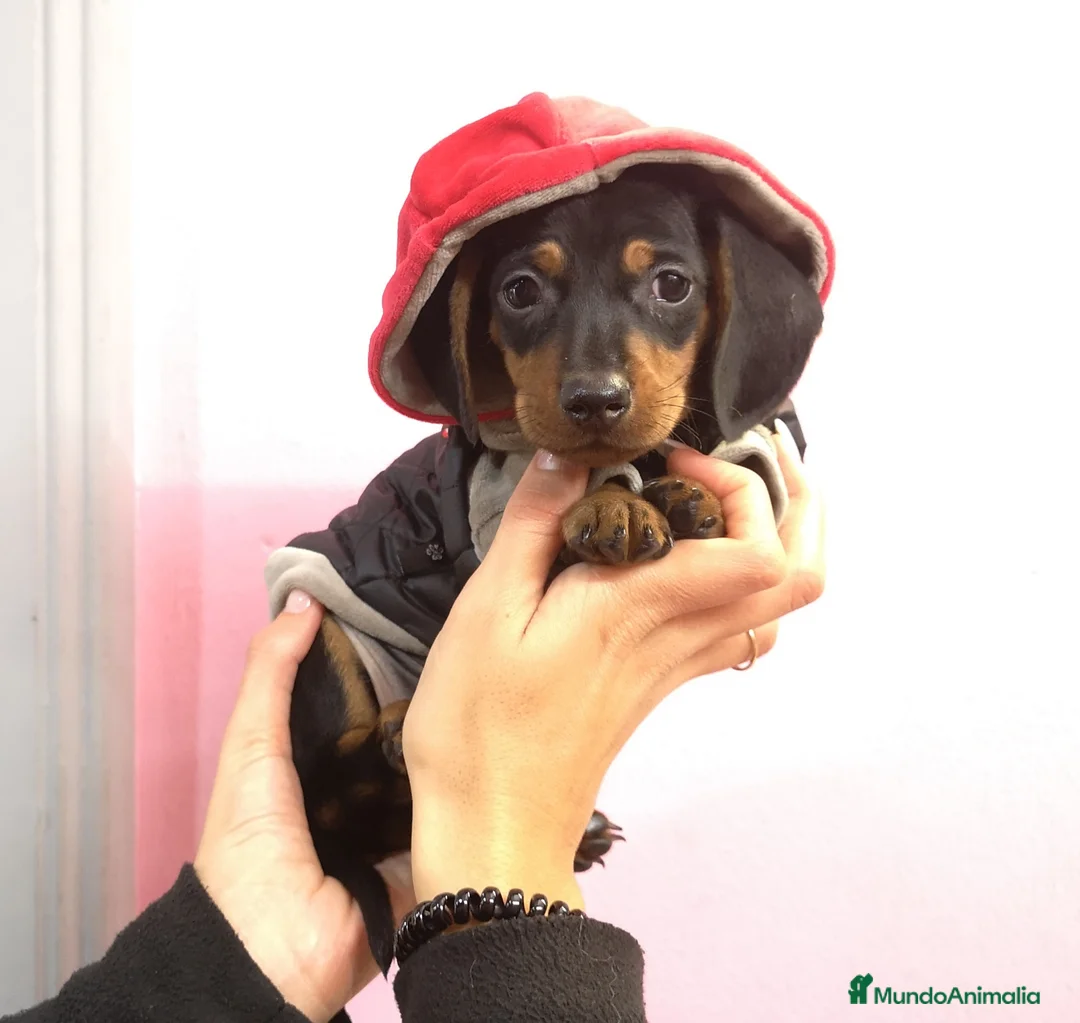 Teckel Miniatura perros en venta: Teckel - Anuncio 2