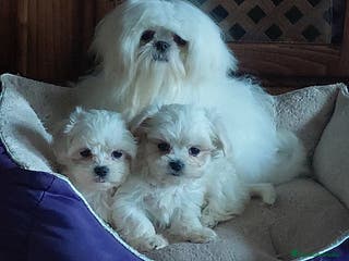 Bichón Maltés perros Cachorros bichon maltés - Anuncio 1
