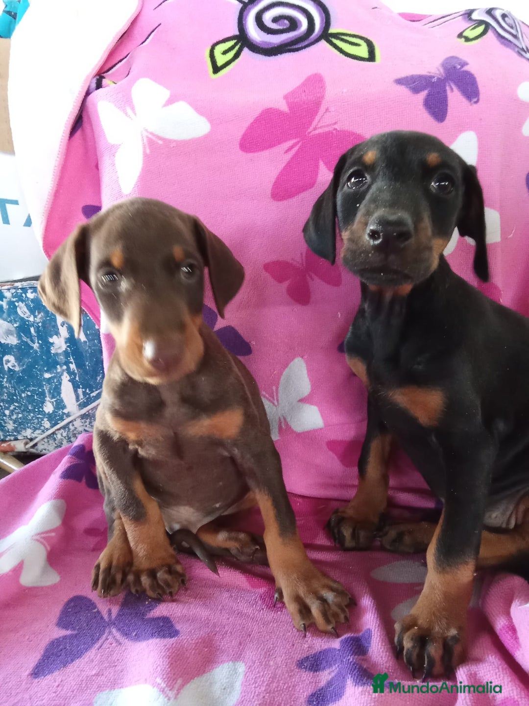 Dobermann perros en venta: Doberman chocolate y negro  - Imagen 2