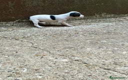 Jack Russell Terrier perros en venta: Nueva camada Jack Russell  - Imagen 7