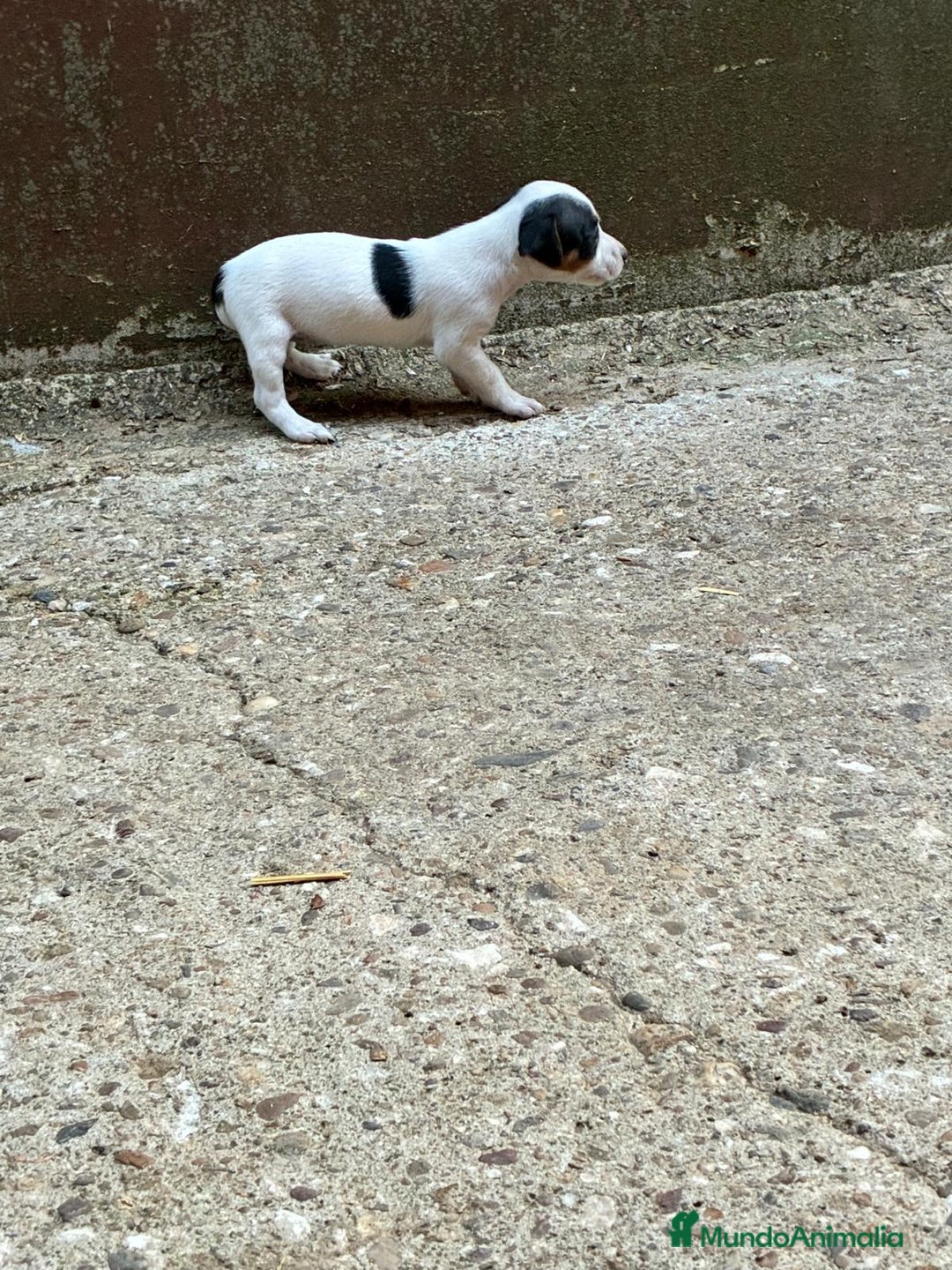 Jack Russell Terrier perros en venta: Nueva camada Jack Russell  - Imagen 7