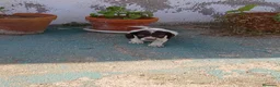 English Springer Spaniel perros en venta: Springer spaniel inglés - Anuncio 4