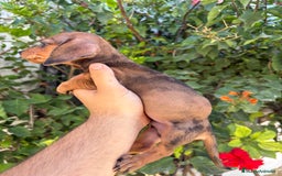 Teckel perros en venta: Teckel kaninchen  - Imagen 2