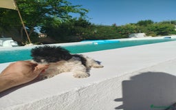 Maltipoo perros en venta: Maltipoo toy  - Imagen 2