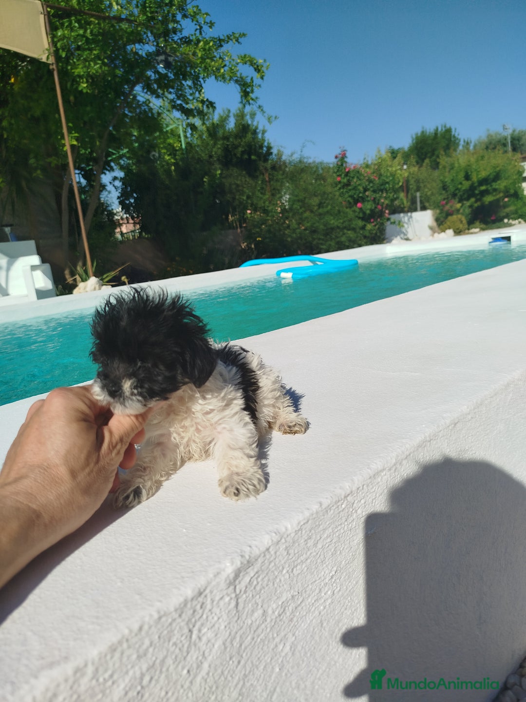 Maltipoo perros en venta: Maltipoo toy  - Imagen 2