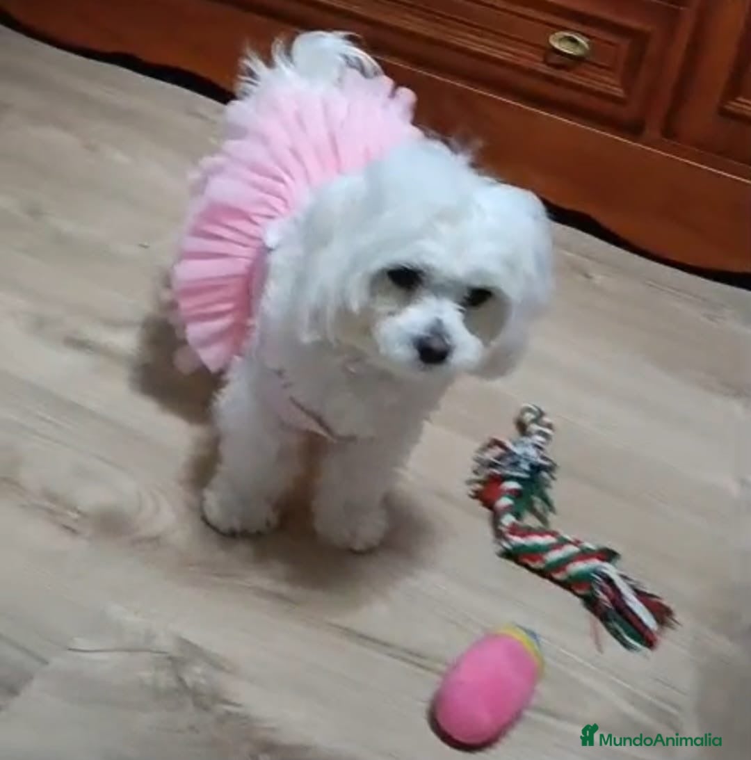 Bichón Maltés perros 💖🐶 PRECIOSOS BEBÉS BICHÓN MALTÉS 🐶💖 - Anuncio 1