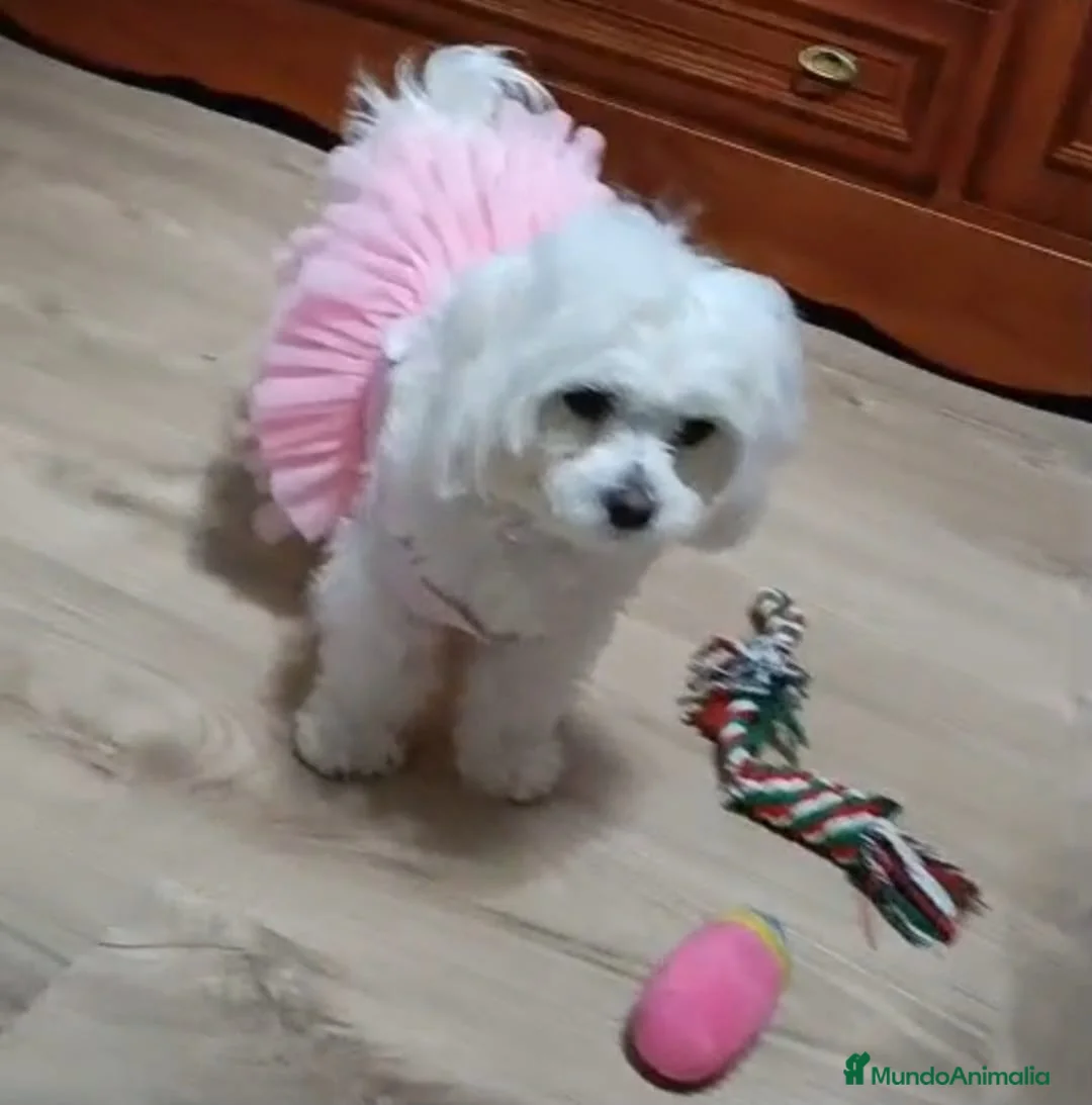 Bichón Maltés perros en venta: 💖🐶 PRECIOSOS BEBÉS BICHÓN MALTÉS 🐶💖 en Murcia - Anuncio 1