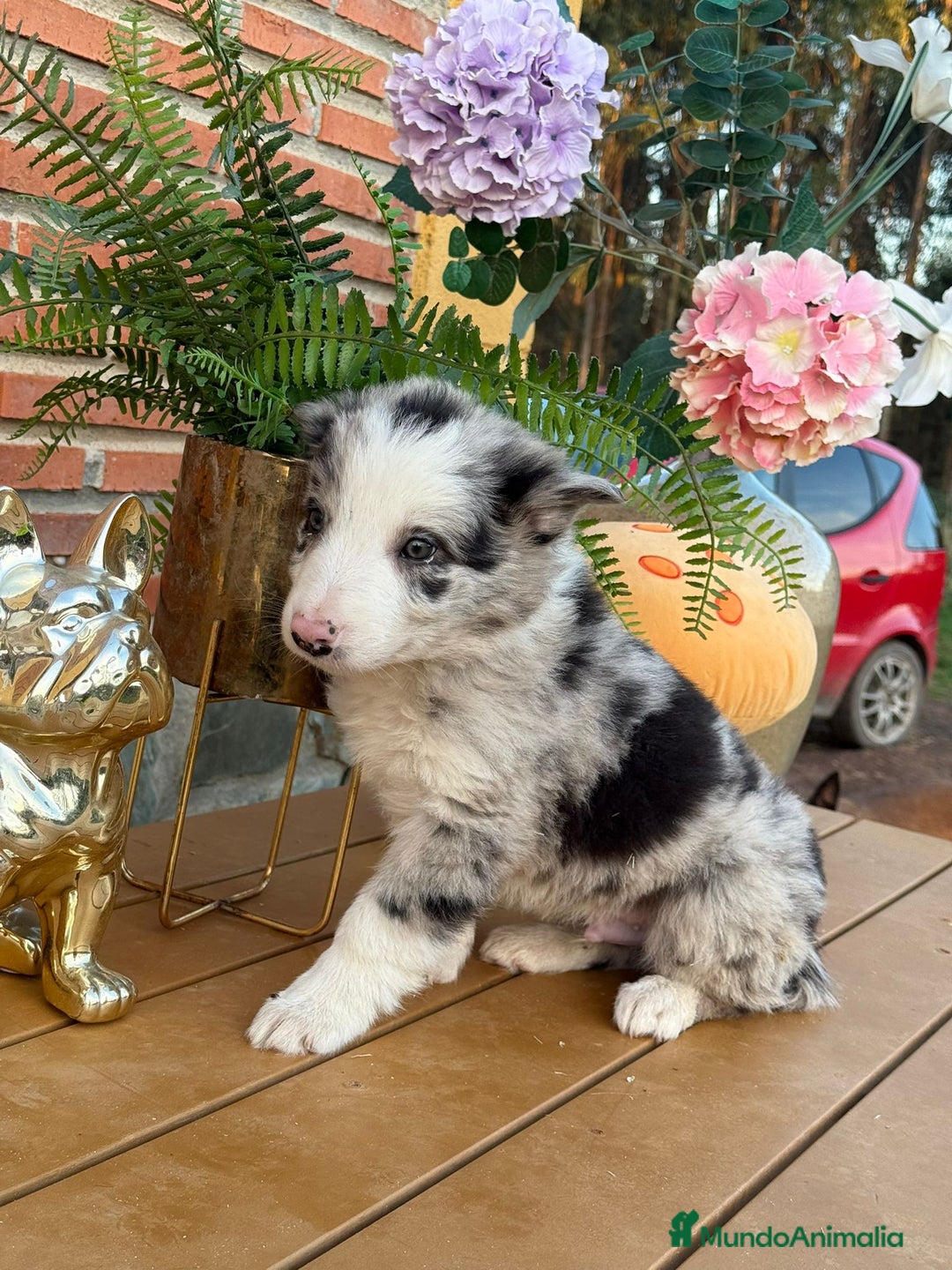 Border Collie perros en venta: Border collie varios colores - Anuncio 2