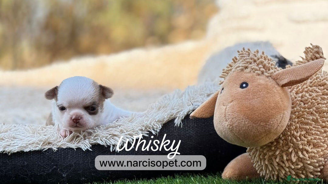 Chihuahua perros en venta: CHIHUAHUA DISPONIBLE - Imagen 4