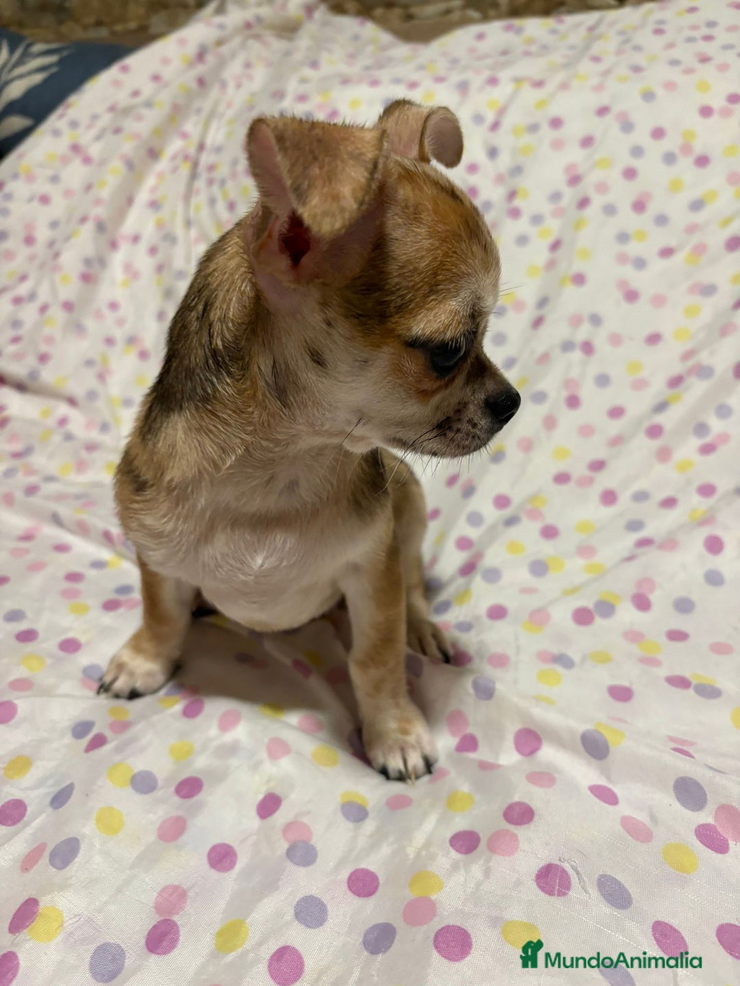 Chihuahua perros en venta: Chihuahua toy merle  - Imagen 2