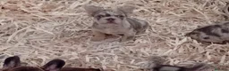 Bulldog Francés perros en venta: Bulldog francés exótico  - Anuncio 3