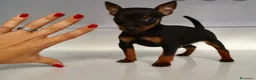 Ratón de Praga perros en venta: Ratón de Praga  - Anuncio 2