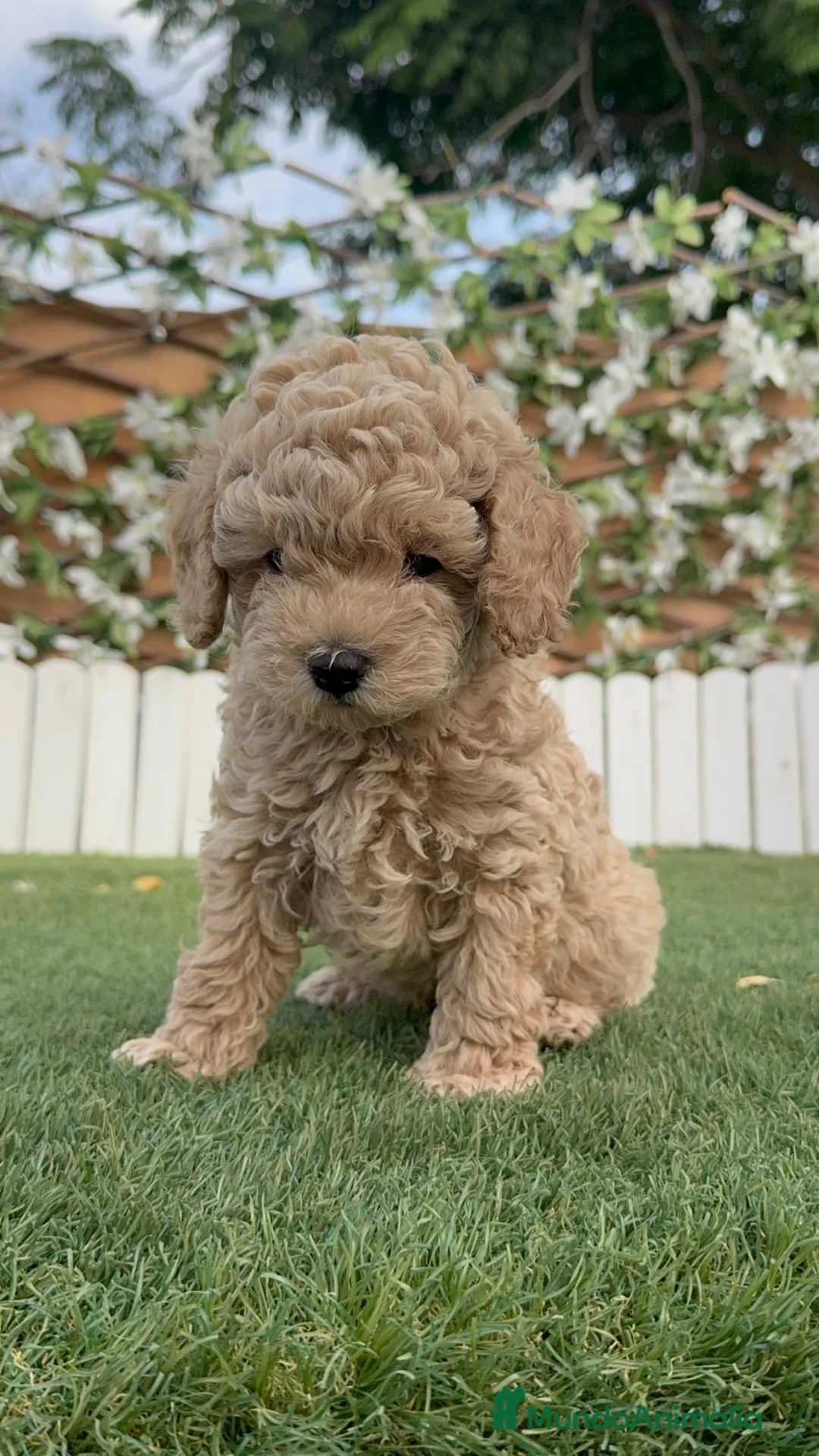 Caniche Enano perros en venta: CANICHE ENANO - Anuncio 20