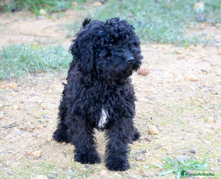 Perro de Agua Español perros Cachorra perro de agua español - Anuncio 3