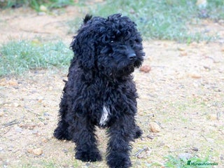 Perro de Agua Español perros Cachorra perro de agua español - Anuncio 1