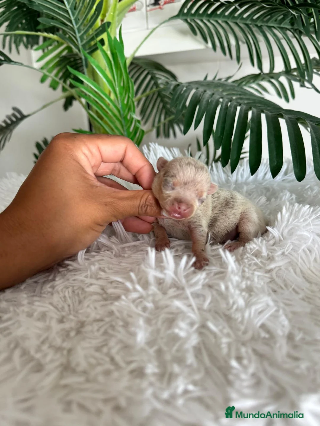 Chihuahua perros en venta: CHIHUAHUA HEMBRA MERLE - Anuncio 8